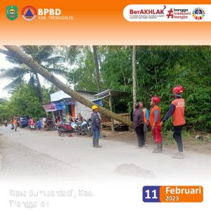 Sabtu, 11 Februari 2023. Pembersihan Pohon Tumbang di Ds. Sumberdadi Kec. Trenggalek
