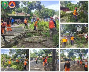 Rabu, 01 Februari 2023. Pemangkasan dan Pembersihan pohon yang rawan tumbang