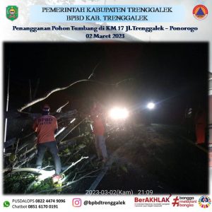 Pohon Tumbang. Kamis 02 Maret 2023. Lokasi : Jl. Trenggalek – Ponorogo KM 17 Dsn. Pacar Ds. Nglinggis Kec. Tugu