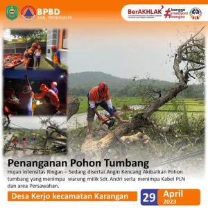 29 April 2023. Pohon Tumbang di Desa Kero Kec. Karangan