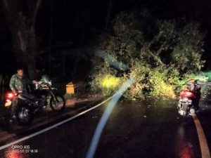 Jumat, 07 Juli 2023. Pohon Tumbang di Jalan Raya Pacitan Panggul Trenggalek, RT.01 RW.01 Desa Besuki Kec.Panggul