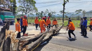 Senin, 4 September 2023. Pohon Tumbang di Desa Karangsuko, Kecamatan Trenggalek