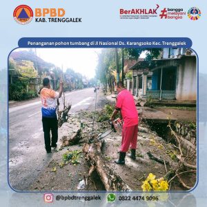 Selasa, 28 November 2023. BPBD Kab. Trenggalek melakukan pembersihan dan penanganan pohon tumbang