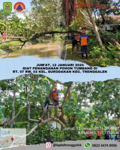 Jum’at, 12 Januari 2024. Penanganan pohon roboh akibat akar rapuh di Kel. Surodakan Kec. Trenggalek