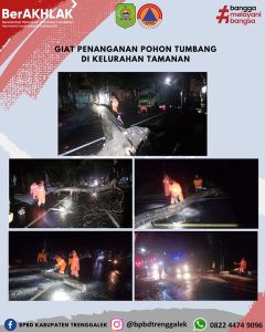 19 Januari 2024. BPBD KAB. TRENGGALEK MELAKUKAN PEMBERSIHAN POHON TUMBANG