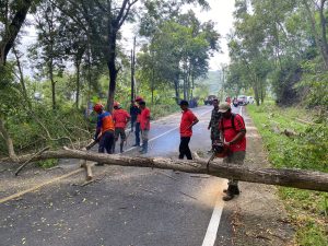 Sabtu, 27 Januari 2024. BPBD Kabupaten Trenggalek melakukan perampingan pohon sebagai upaya siaga bencana Hidrometeorologi basah di ruas Jl. Raya Dongko – Panggul.
