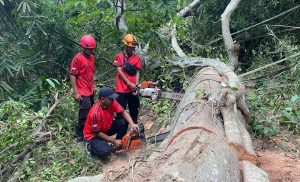 Jum’at, 19 April 2024. BPBD KAb. Trenggalek Melakukan Penanganan Pohon Tumbang di Ds. Salamrejo Kec. Karangan