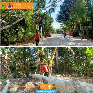 Jum’at, 21 Juni 2024 pukul 13.20 WIB, BPBD Kabupaten Trenggalek melaksanakan giat pemotongan pohon tumbang