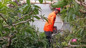 Senin, 5 Agustus 2024. BPBD Kabupaten Trenggalek Melakukan Penanganan Pohon Tumbang Kel. Sumbergedong An. Bpk. Tomo Menimpa Pagar Bpk. Anang