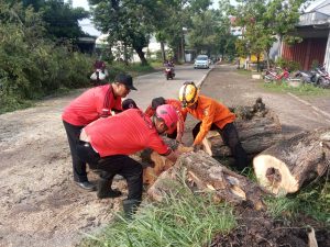 Sabtu, 2 November 2024. BPBD KAB. TRENGGALEK MELAKUKAN PENANGANAN POHON TUMBANG di Jalan Nasional Trenggalek – Panggul RT. 27 RW. 08 Ds. Jati Kec. Karangan