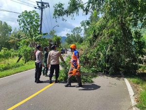 Rabu, 11 November 2024. BPBD Kab. Trenggalek Melaksanakan giat pemangkasan di jalan Raya Panggul-Dongko