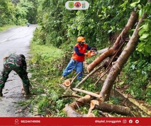 Sabtu, 28 Desember 2024. POHON TUMBANG DI JALAN RAYA PANGGUL – PACITAN DESA BESUKI KECAMATAN PANGGUL