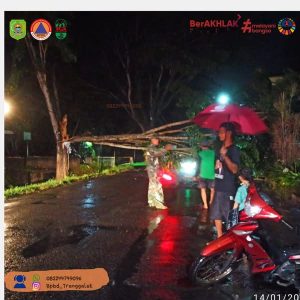 Selasa 14 Januari 2025 Pukul 19.50 WIB Penangganan Pohon tumbang di Jalan Raya Gandusari – Pogalan RT 06 RW 02 Ds. Karanganyar Kec. Gandusari