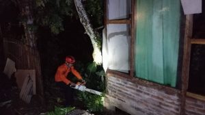 Rabu, 29 Januari 2025. POHON TUMBANG CUACA EKSTREM di Jln. Maijen Sungkono RT. 04 RW. 02 Kel. Tamanan Kec. Trenggalek