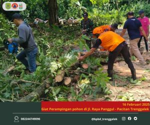 Minggu, 16 Februari 2025, BPBD Kabupaten Trenggalek bersama lintas sektor terkait melaksanakan kegiatan perampingan pohon