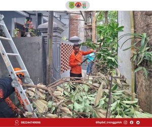 Pada hari Jumat, 14 Februari 2025, BPBD Kab. Trenggalek menerima aduan dari masyarakat tentang dahan pohon yang tumbang menimpa kabel listrik di RT 04 RW 02 Lingkungan Ngasinan, Kel. Kelutan, Kec. Trenggalek