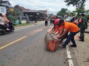 Sabtu, 18 Januari 2025.  Giat Pemotongan dan Pemangkasan Pohon di Jalan Nasional Karangan – Panggul.