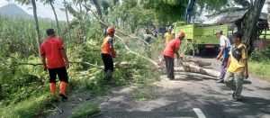Pada Hari Rabu tanggal 19 Februari 2025, Badan Penanggulangan Bencana Daerah (BPBD) Kabupaten Trenggalek bekerja sama dengan dinas terkait melaksanakan kegiatan pemangkasan dan pemotongan pohon yang berpotensi tumbang di Jalan Raya Nasional Karangan Desa Kerjo dan Desa Karangan Kecamatan Karangan.