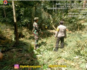 Selasa, 4 Maret 2025. Terjadi Pohon Roboh di Ds. Gemaharjo