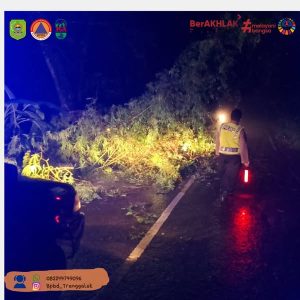 Sabtu, 15 Maret 2025. Bambu yang berada di Desa Sawahan Kecamatan Watulimo, roboh dan melintang di jalan raya
