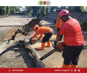 Senin, 17 Maret 2025 BPBD kab. Trenggalek melaksanakan penanganan pohon tumbang di Stadion Minak Sopal Kelurahan Kelutan