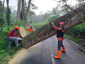 Senin, 3 Maret 2025. Pohon yang tumbang di Desa Surenlor, Kecamatan Bendungan