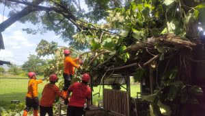 Jumat, 14 Maret 2025 terjadi pohon tumbang di Kelurahan Sumbergedong Kecamatan Trenggalek