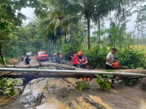 Rabu, 19 Maret 2025. Terjadi pohon tumbang menimpa tiang lampu dan menutup seluruh badan jalan di Dsn. Bendogolor Ds. Wonocoyo Kec. Panggul