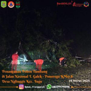Jum’at, 28 Maret 2025. BPBD Kab. Trenggalek melakukan penangan pohon tumbang di Wilayah Kec. Tugu