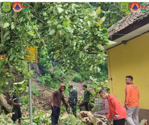 Sabtu, 29 Maret 2025. BPBD Trenggalek Melaksanakan pemotongan dan perampingan pohon di Dusun Bendogolor Desa Wonocoyo Kec. Panggul