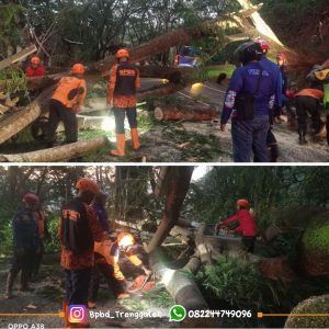 Rabu, 2 April 2025. BPBD Kab. Trenggalek melakukan penanganan pohon tumbang di jalan Nasional Trenggalek – Ponorogo KM 17,5 Desa Nglinggis Kec. Tugu