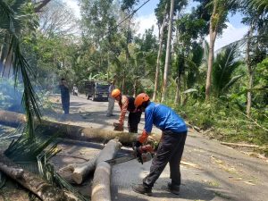 Kamis, 4 September 2025. BPBD Trenggalek melaksanakan penanganan pohon tumbang yang roboh melintang di jalan raya di Desa Ngares Kec. Trenggalek