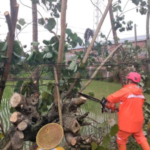 Sabtu, 20 Desember 2025. BPBD Kab. Trenggalek melakukan penanganan pohon tumbang di Wilayah Kecamatan Tugu