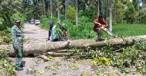 Kamis, 01 Januari 2026. Terjadi pohon tumbang di Wilayah Desa Nglebeng Kec. Panggul