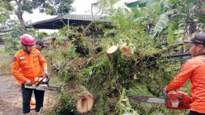 Minggu, 4 Januari 2026 BPBD Trenggalek melaksanakan penanganan pohon tumbang di Jl. Raya Durenan – Bandung Desa Ngadisuko Kec. Durenan