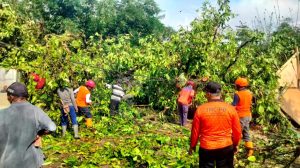 Minggu, 18 Januari 2026. Penanganan pohon tumbang di wilayah RT. 05 RW. 03 Desa Sumberdadi Kecamatan Trenggalek