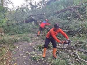 Sabtu, 24 Januari 2026. BPBD Trenggalek melakukan penanganan pohon tumbang di Ds. Surenlor Kec. Bendungan