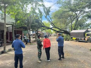 Jum’at, 2 Januari 2026. BPBD Kab. Trenggalek melakukan penangan pohon tumbang di Desa Wonocoyo Kecamatan Panggul