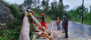 Rabu, 14 Januari 2026. BPBD Kab. Trenggalek melakukan penanganan pohon tumbang di jalan Panggul – Pacitan