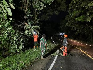 Kamis, 29 Januari 2026 terjadi hujan disertai angin kencang di wilayah Kec Panggul, Sekitar Pukul 19.10 WIB terjadi pohon tumbang