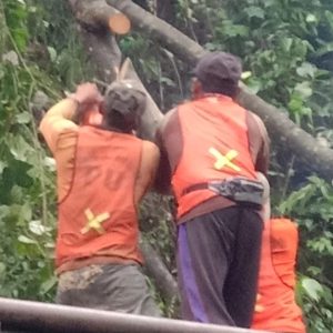 Selasa, 3 Maret 2026. terjadi pohon tumbang jenis joha dan sengon buto berdiameter 0,5 meter dan tinggi 15 meter melintang di Jln. Nasional Trenggalek – Ponorogo