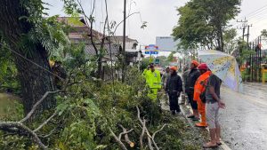 Kamis, 2 April 2026. Terjadi pohon tumbang di Jl. Raya Tulungagung – Trenggalek Desa Durenan Kec. Durenan