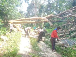 Senin, 6 April 2026. Terjadi Pohon Tumbang di Dsn. Krajan Ds. Watulimo Ke Ds. Ngembel